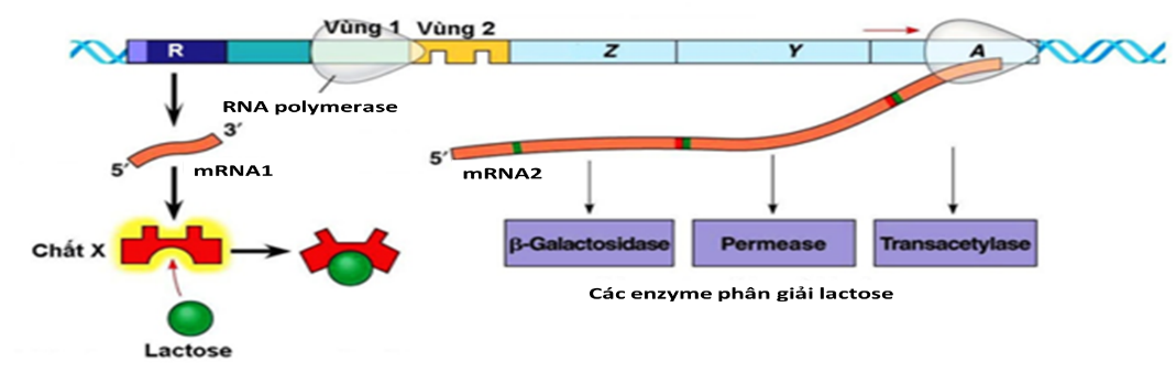 Hình minh họa câu 50