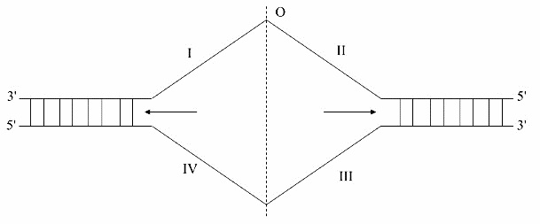 Hình minh họa câu 17