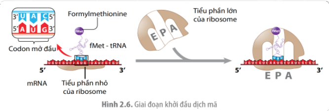 Hình minh họa câu 14