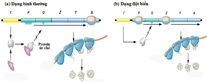 Hình minh họa câu 85