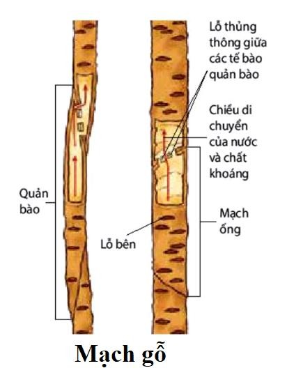 Hình minh họa câu 109