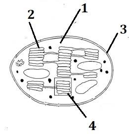 Hình minh họa câu 181