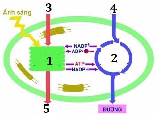 Hình minh họa câu 180