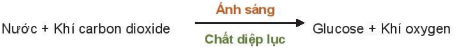 Hình minh họa câu 36